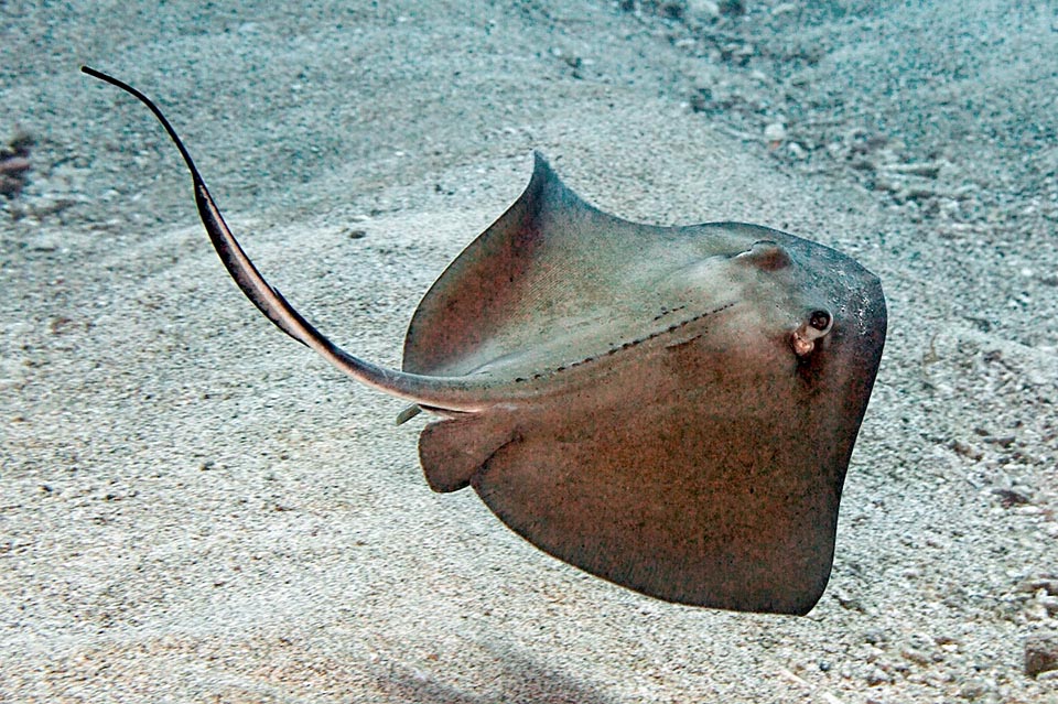 Dasyatis americana vive en las aguas tropicales y subtropicales del océano Atlántico occidental, nutriéndose de moluscos, crustáceos y poequeños peces.