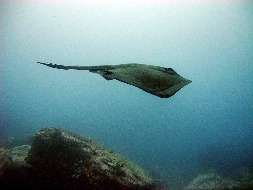 The Short-tail stingray (Dasyatis brevicaudata) is an imposing species exceeding 4 m and 350 kg. Lives along the African Indian Ocean coasts, in Australia and New Zealand.