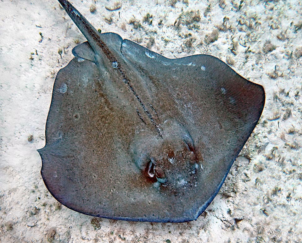 The Roughtail stingray (Dasyatis centroura) is a Chondrichthyes that exceed the 2 m of length. Is characterized by the presence of various spiny tubercles on back and along tail.