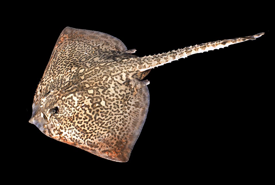 The Thornback ray (Raja clavata) ows its common name to the presence of several large stings on the upper part of the body.