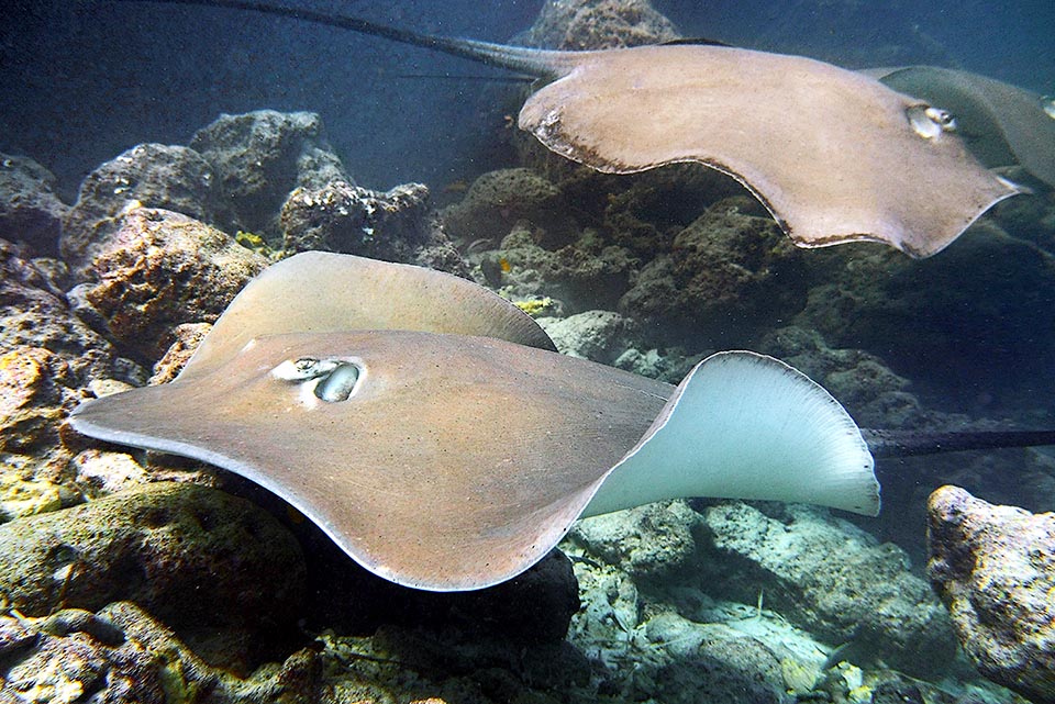 The Pink whipray (Himantura fai) lives in the tropical Indo-Pacific. For some it should be ascribed to the genus Pateobatis and is a fish often mistaken with other species.