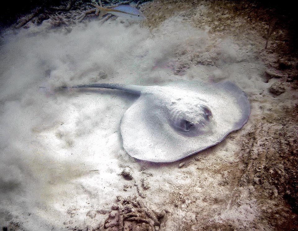 Signalée dans l'Atlantique Ouest, Styracura schmardae est une grande raie dont le disque a une largeur maximale d'environ 2 m.