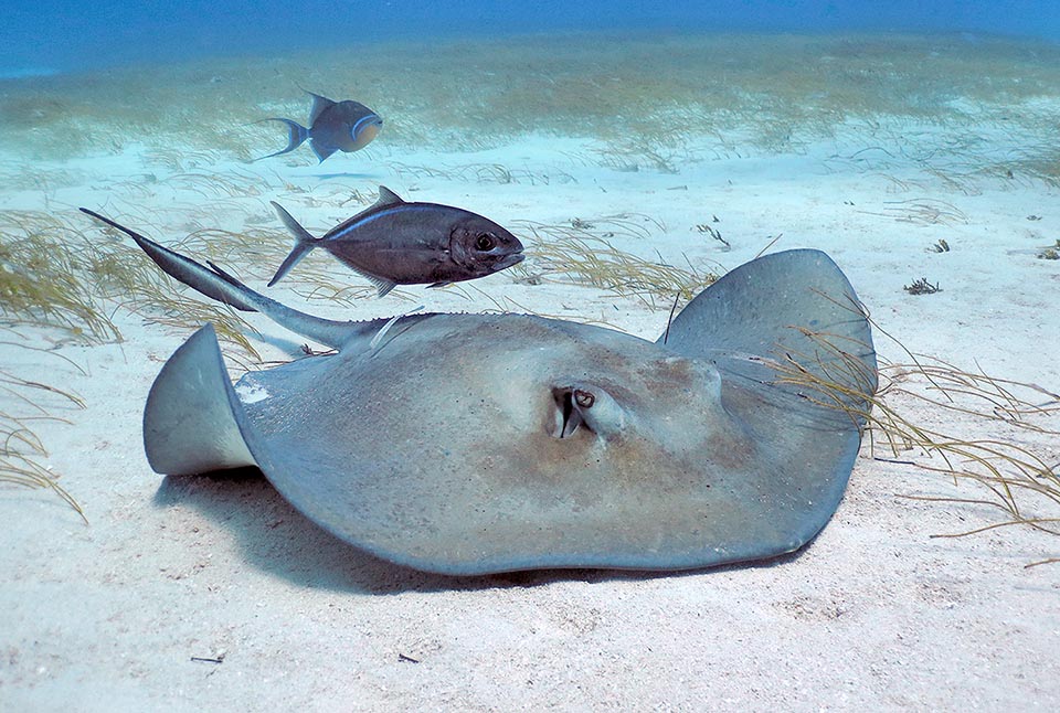 Reca una sola spina dorsale seghettata nella seconda metà della coda. La validità tassonomica e l’effettivo areale di questo pesce restano ancora incerti.