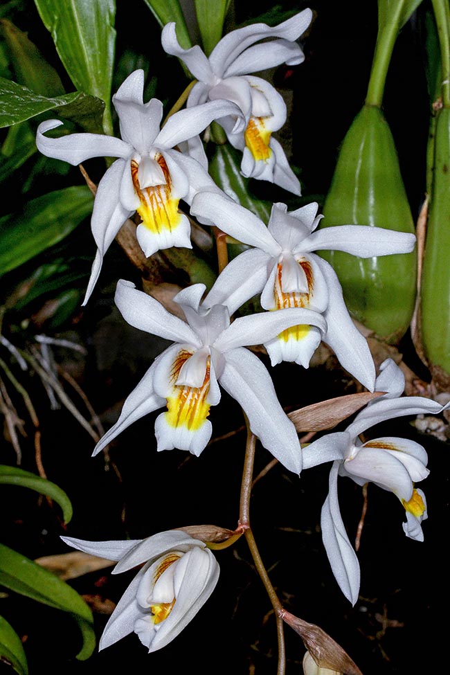 Coelogyne Unchained Melody