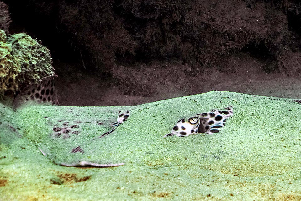 Una Pastinaca reticolata (Himantura uarnak) nascosta dalla sabbia. Sono visibili solo gli occhi mentre riposa tendendo agguati.