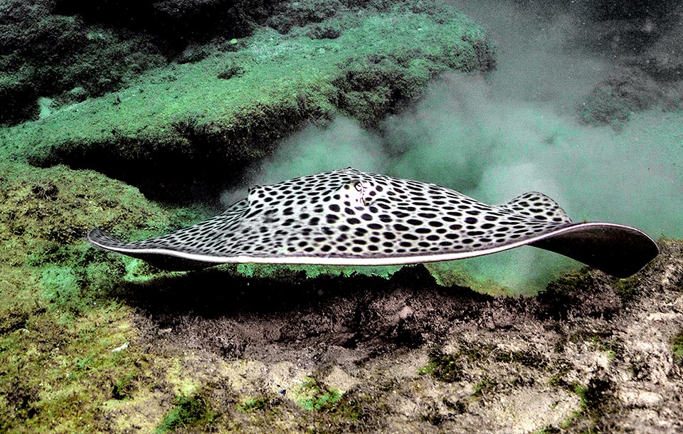 Ahora emerge. El disco puede superar los 120 cm. Originaria del Indo-Pacífico tropical y del Mar Rojo, entró recientemente en el Mediterráneo a través del Canal de Suez.