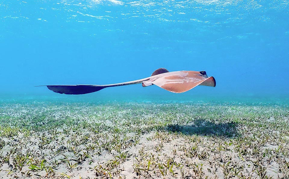 The cowtail stingray (Pastinachus sephen) is a large Chondrichthyes reaching the length of 3 metres and the weight of 250 kg. Characteristic is the long skin fold placed under the tail that in its middle had a poisonous sting. Also this showy species is reported in the tropical Indo-Pacific and in the Red Sea.