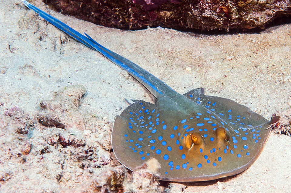 In queste acque circola anche la splendida Pastinaca a macchie blu (Taeniura lymma) che raramente supera i 70 cm di lunghezza. La coda reca uno o due aculei veleniferi.