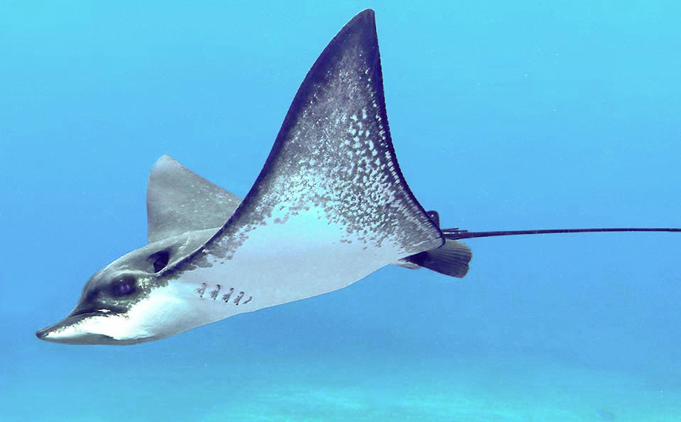 Common eagle ray (Myliobatis aquila) has the discoid shape of rays with lateral very ample and sharp fins. The tail, whip-shaped, is more than twice long as long as the body.