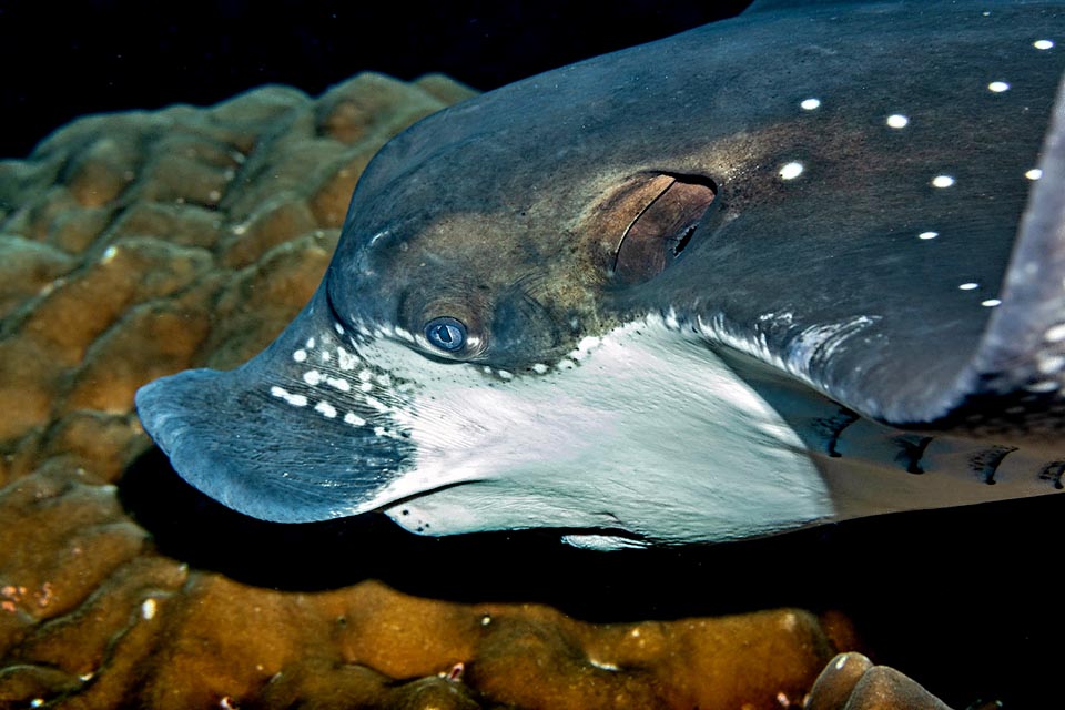 The Pacific white-spotted eagle ray (Aetobatus laticeps) lives in the tropical waters of eastern Pacific. Typical is the snout of the genus with a large spiracle.