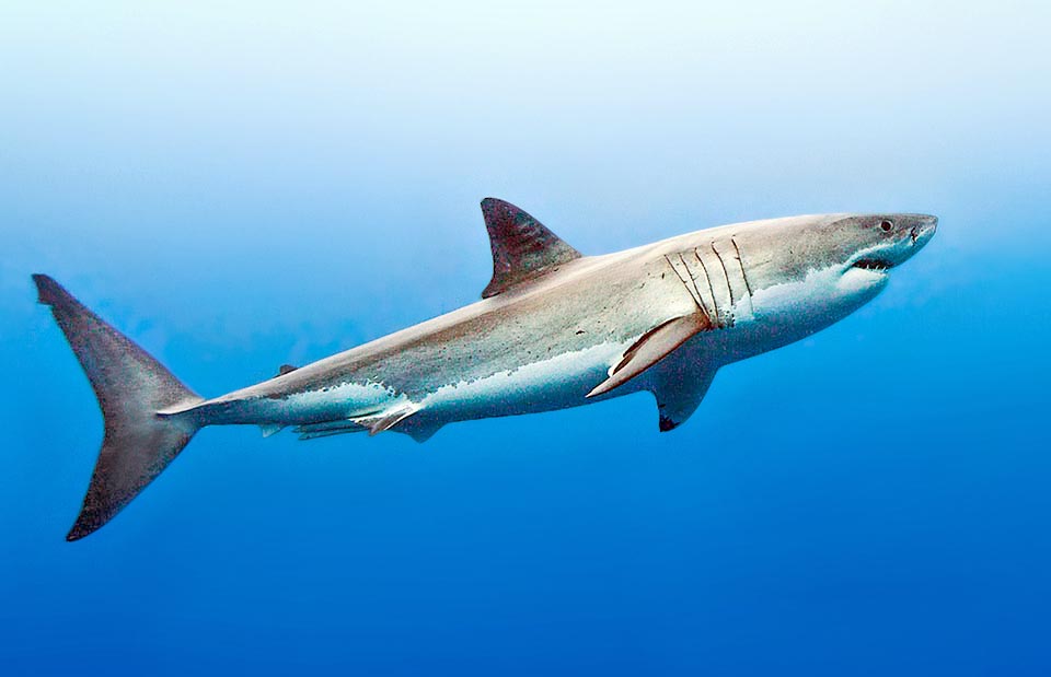 Este macho de Tiburón Blanco (Carcharodon carcharias) muestra las características principales visibles a primera vista de los condrictios: boca en posición ventral, aleta caudal generalmente asimétrica y principalmente 5 pares de hendiduras branquiales. Aquí se ven, junto a la aleta anal, los dos pterigópodos utilizados para el apareamiento.