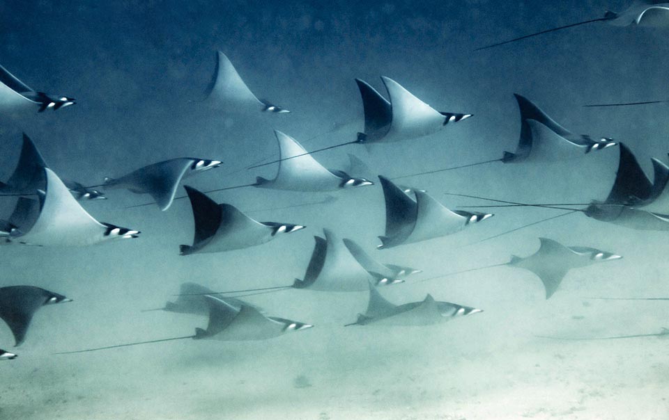 La grâce de Mobula munkiana en vol au-dessus du fond marin. Cette espèce du Pacifique-est tropical mesure environ 1 m et possède une queue longue et fine, sans épines.