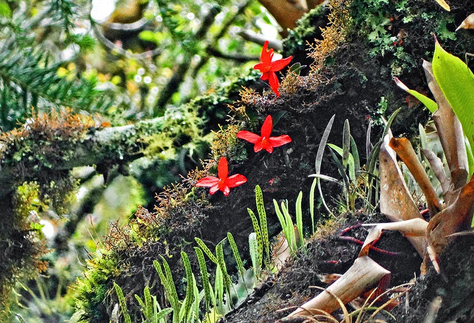 Cattleya coccinea is a small rhizomatous orchid, epiphyte or lithophyte.