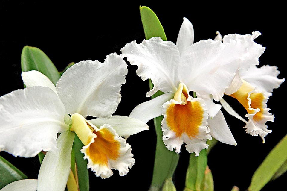 Its large flowers are magenta to white.