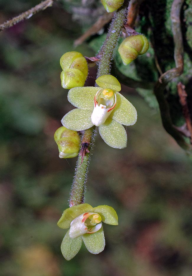 Elle pousse à 700-1000 m dans les forêts du centre-Sud de Taïwan. Inflorescences racémeuses souvent pendantes 