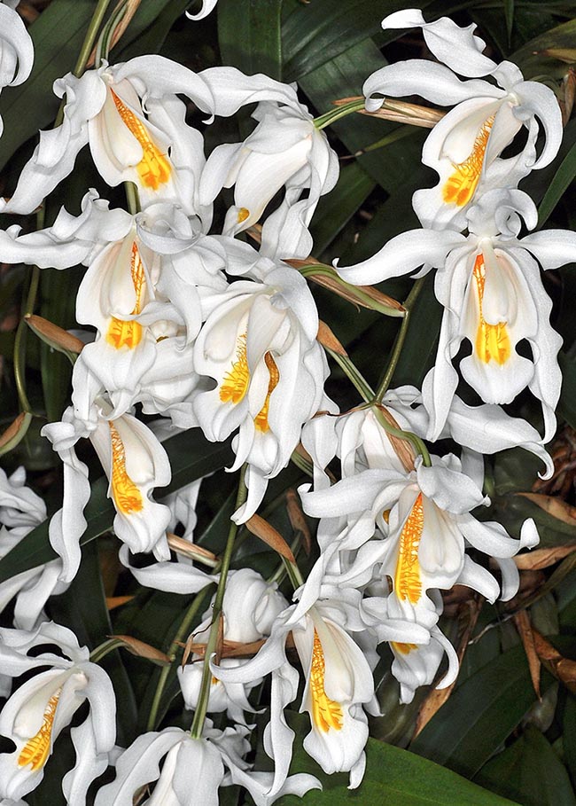 Coelogyne cristata grows as epiphyte or lithophyte in mossy forests