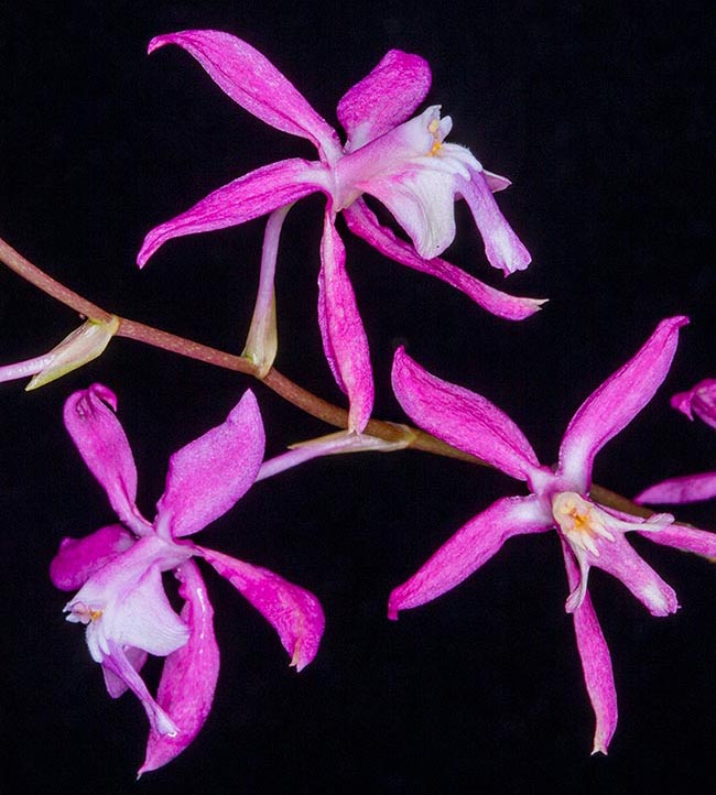 Les fleurs éclatantes de Oncidium vulcanicum sont pollinisées par des colibris