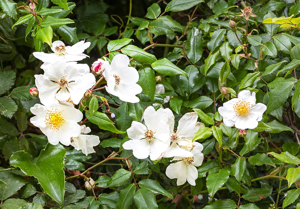 The simple flowers of Rosa sempervirens have 5 petals.