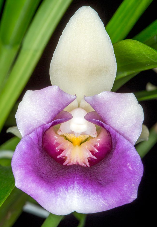 Warczewiczella discolor: sepals, petals and labellum have different colours..