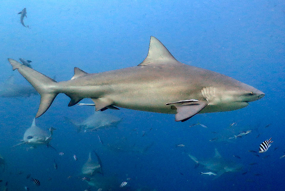 Anche Carcharhinus leucas, dal comportamento imprevedibile e aggressivo, è considerato tra i Chondrichthyes più pericolosi per l’uomo.