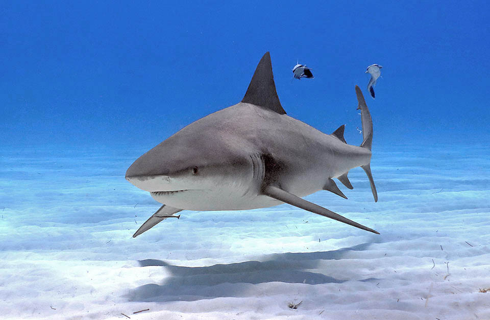 Diversamente dalla maggior parte dei Chondrichthyes, Carcharhinus leucas può risalire anche il corso dei fiumi, donde il nome volgare di Squalo zambesi.