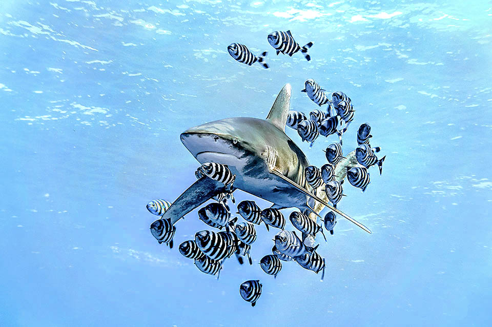 Carcharinus longimanus, here surrounded by Pilot fishes (Naucrates ductor) is a Chondrichthyes often attacking the survivors of naval or air crashes.