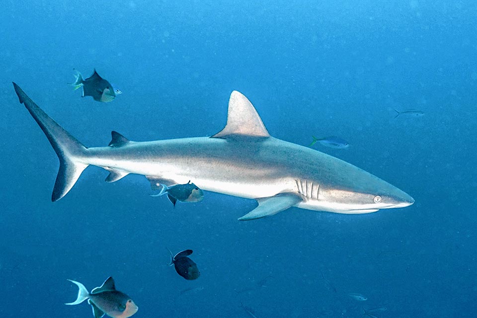 Malgré sa taille modeste de moins de 2 m, Carcharhinus amblyrhynchos est également un Chondrichthyes responsable d'attaques sur l'homme.