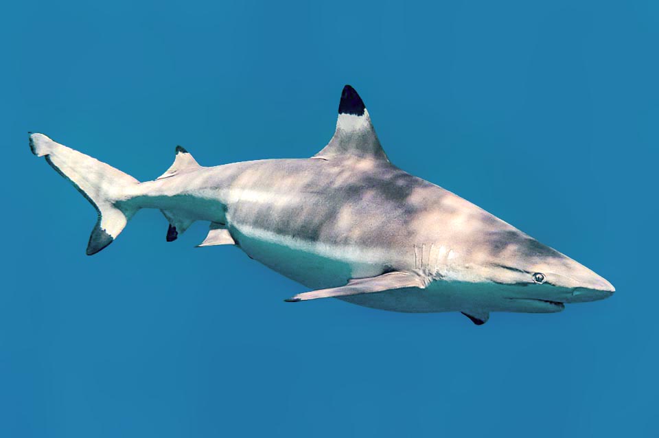 Blacktip reef shark (Carcharinus melanopterus), about one metre and a half long, is immediately recognized due to the showy black flecks at the fins tip.