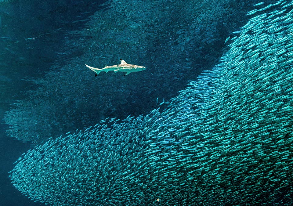 Le Requin gris de récif (Carcharhinus amblyrhynchos), ici en train de s'attaquer à un immense banc de Atherinomorus lacunosus, est rarement dangereux pour l'homme.