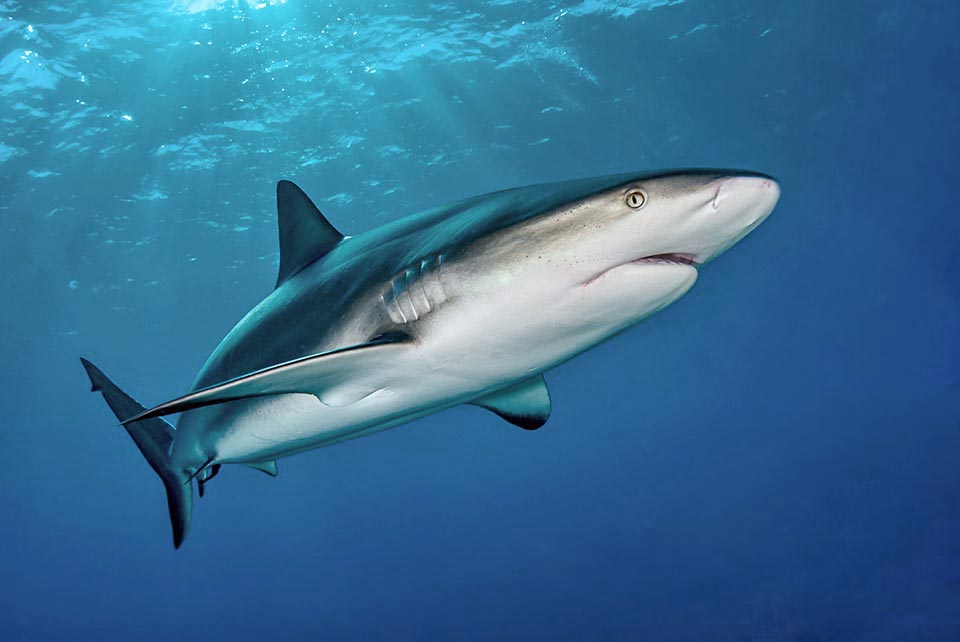 D'une longueur moyenne de 3 m, Carcharhinus perezii est un mangeur de poissons et de céphalopodes. Chondrichthyes commun dans les Caraïbes, il fréquente les récifs de l'Atlantique ouest.