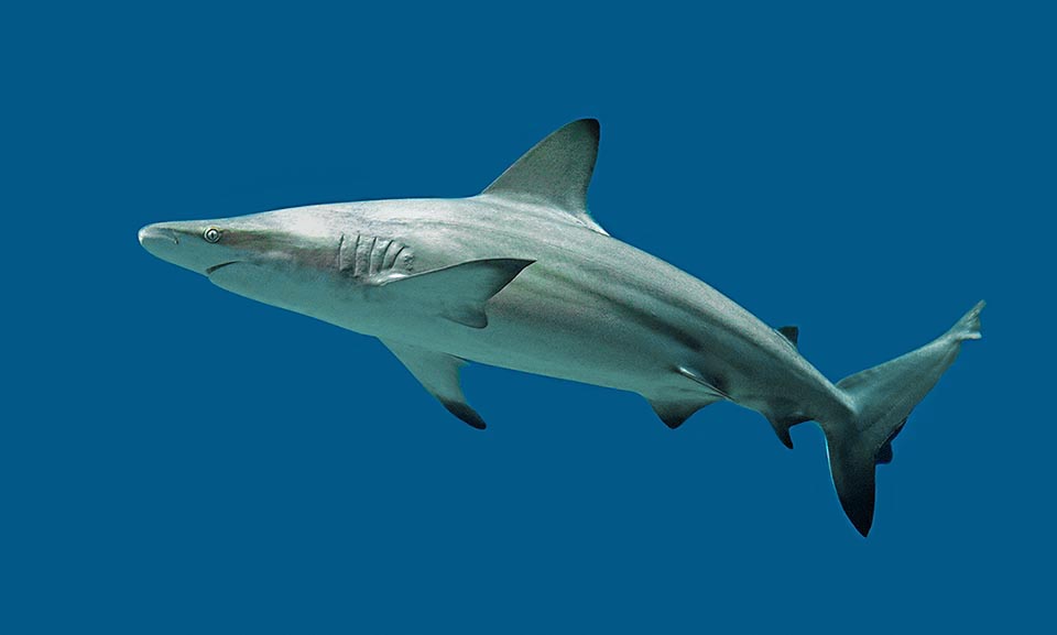 Blacktip shark (Carcharhinus limbatus), cosmopolitan Chondrichthyes across tropical and warm temperate seas, is often mistaken with Carcharhinus melanopterus and Carcharhinus brevipinna. Usually measures 150 cm, with a proved record of 286 cm, and distinguishes for a dark sloping band that extends backwards on the sides up to the height of the pelvic fins.