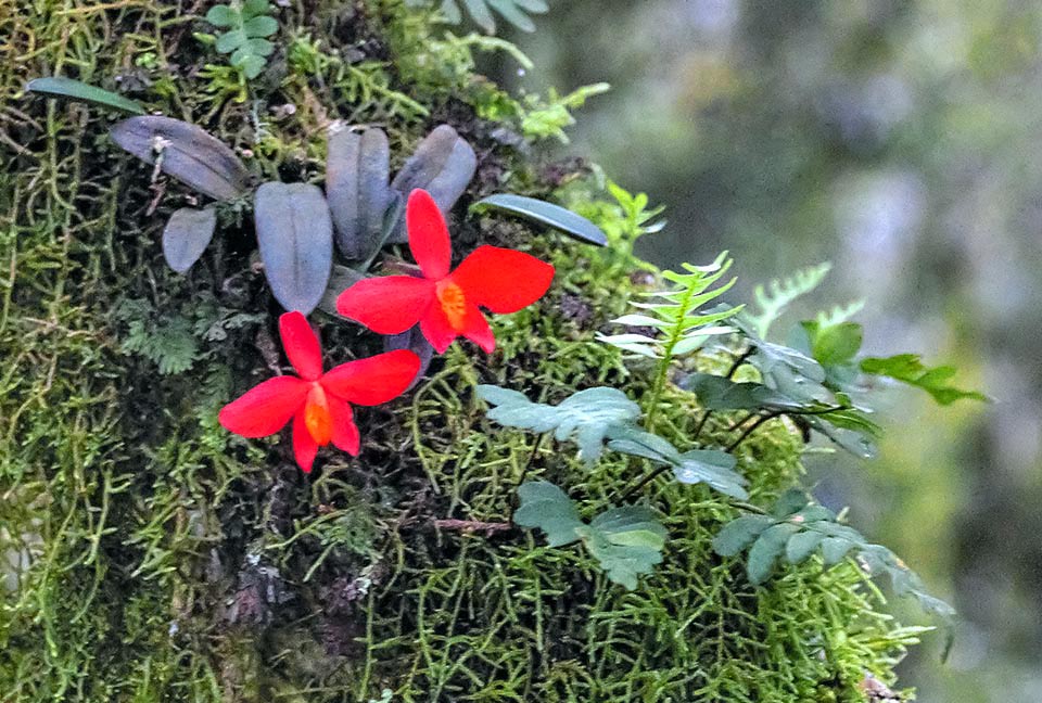 Cattleya coccinea doesn't exceed the height of 10 cm. 