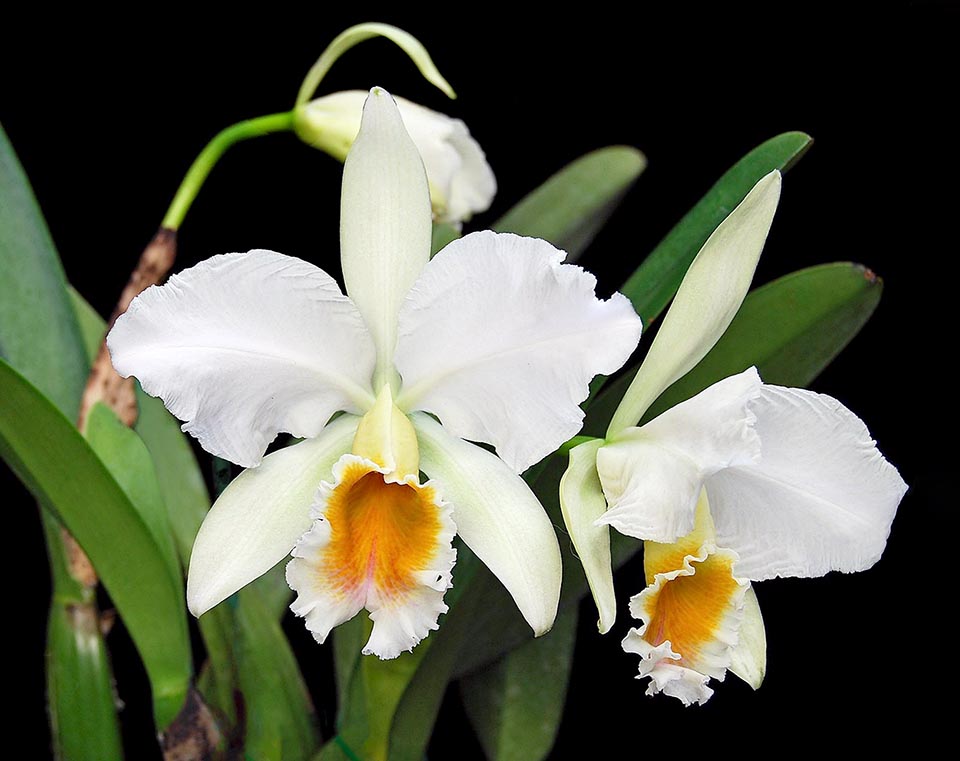 Cattleya percivaliana albescens.