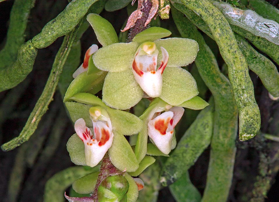 Chiloschista segawae flowers.