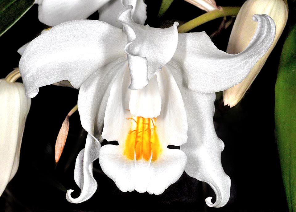 The labellum of Coelogyne cristata has typical parallel crests.