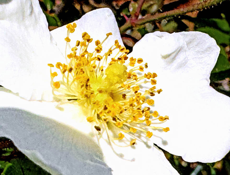 Detail of the characteristic styles grown into columns of Rosa sempervirens