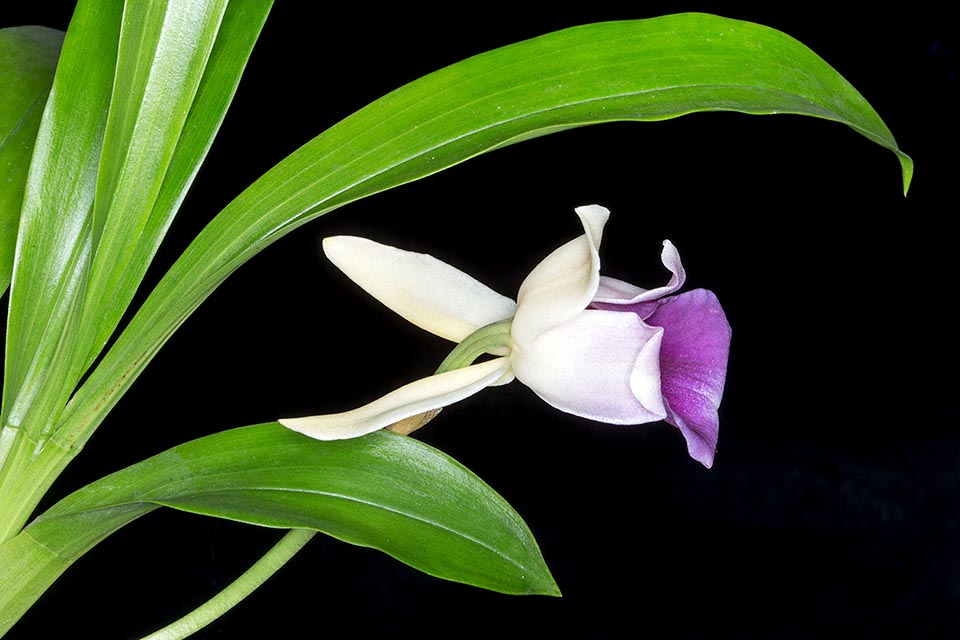 Flor de Warczewiczella discolor vista de perfil. Las hojas pueden medir hasta 40 cm.