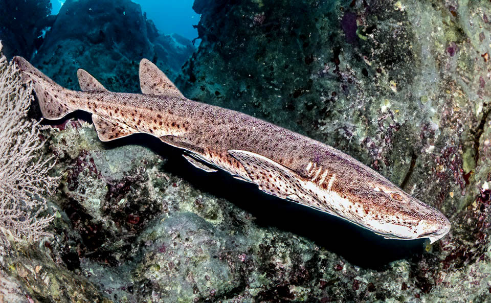 Even 1,7 m long, the Nursehound or Large-spotted dogfish (Scyliorhinus stellaris) stands among the biggest membres of the Scyliorhinidae.