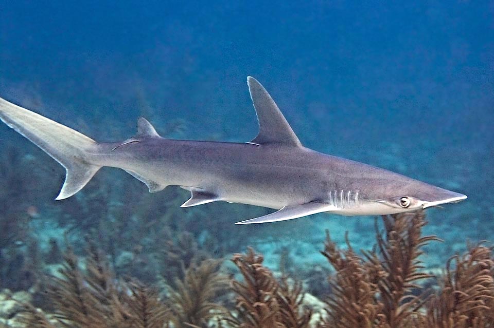 El tiburón cabeza de pala (Sphyrna tiburo) es el miembro más pequeño del género, mide en promedio 90 cm de largo y sólo excepcionalmente 150 cm.