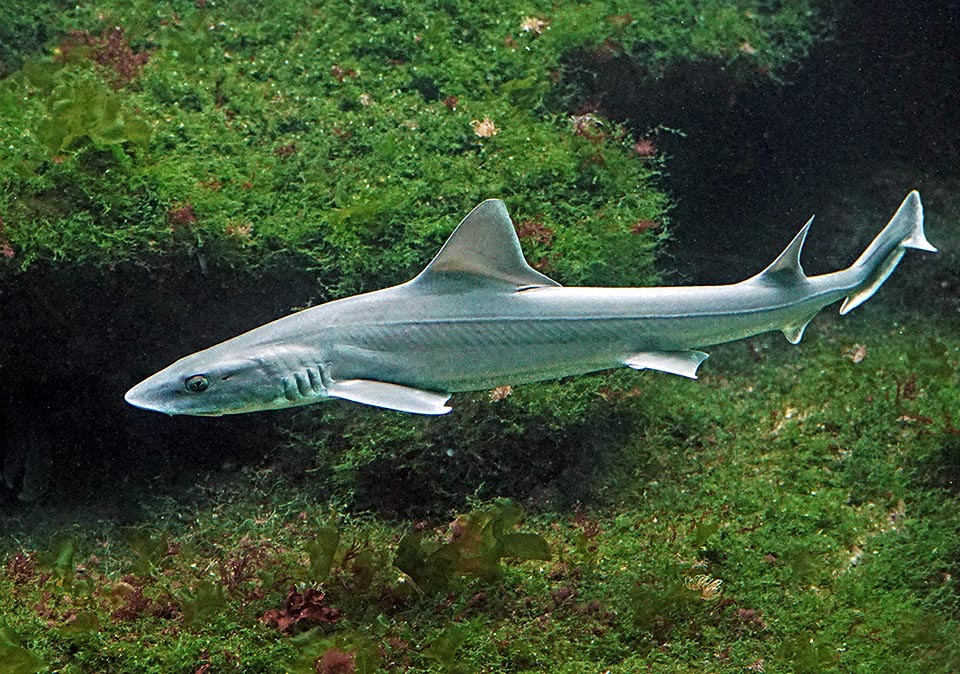 Il Palombo comune (Mustelus mustelus) appartiene alla famiglia Triakidae, squali con occhi ovali e membrana nittitante. Vive nel Mediterraneo e nell’Atlantico orientale.