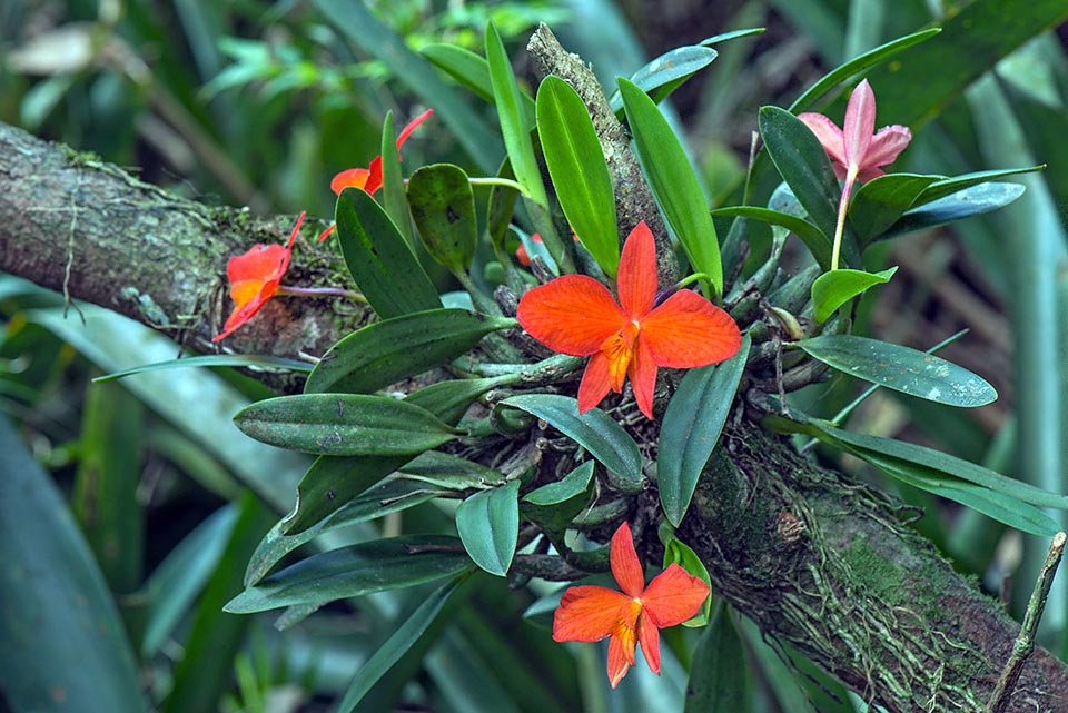 I fiori di Cattleya coccinea sono impollinati da un colibrì.