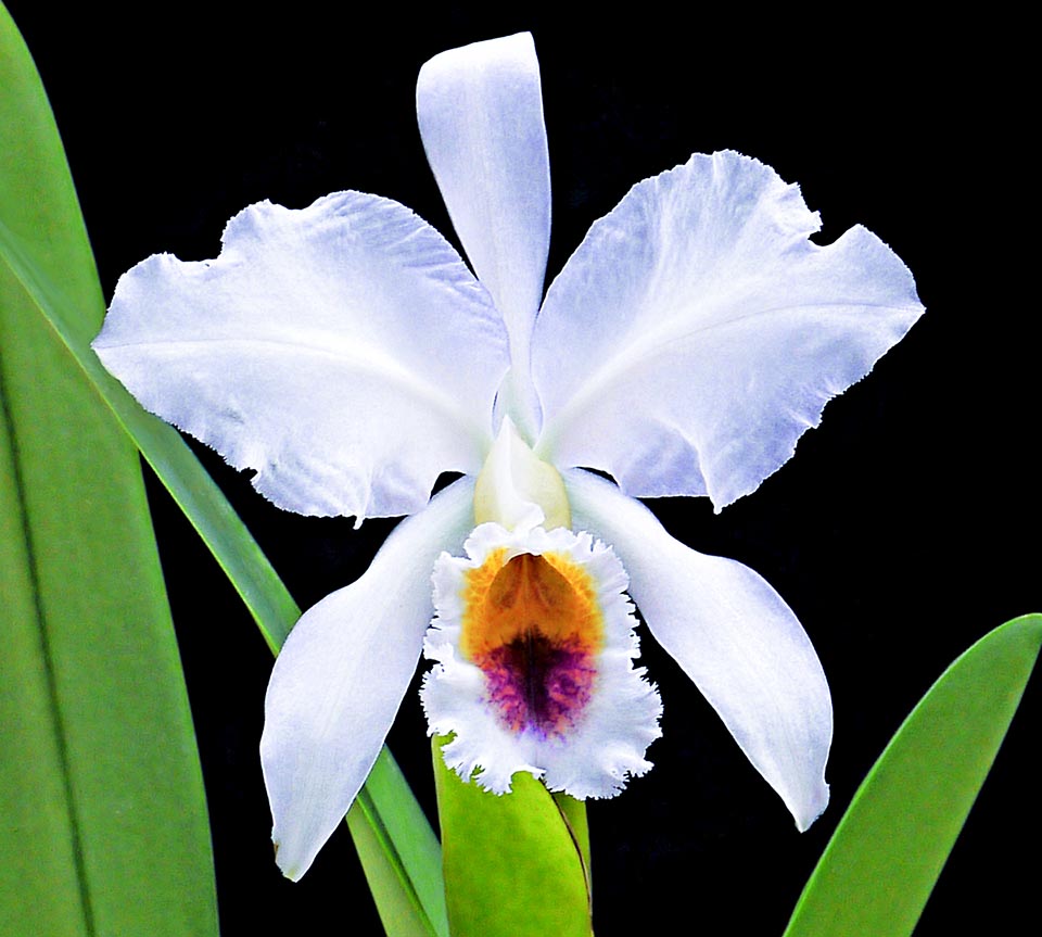 Cattleya percivaliana coerulea