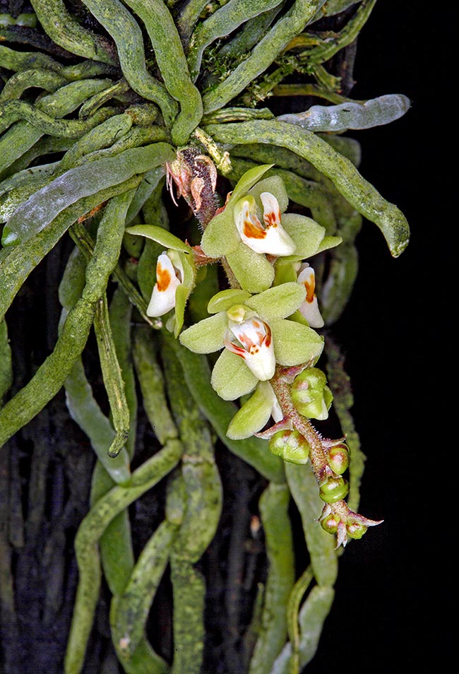 Inflorescence de Chiloschista segawae.