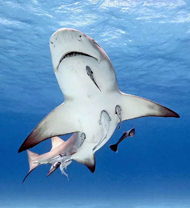 Chondrichthyes and remorae. Negaprion brevirostris full of remorae. After some this relation is symbiotic, because they keep it clean in exchange of the leftover food and a constant flow of water to the gills due to the continuous moving of the host. But when they are too many some sharks look disturbed and leap out of the water to get rid of them.