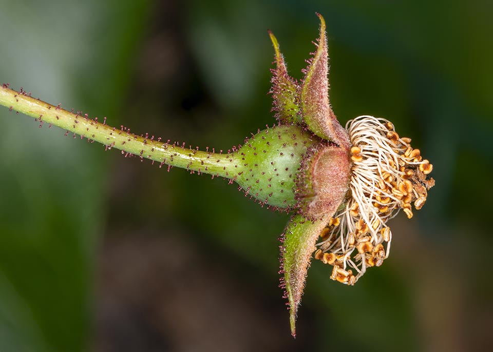 On the pedicel are evident the reddish stipitate small glands. The sepals, here evident, will fall when the rosehip will ripen.