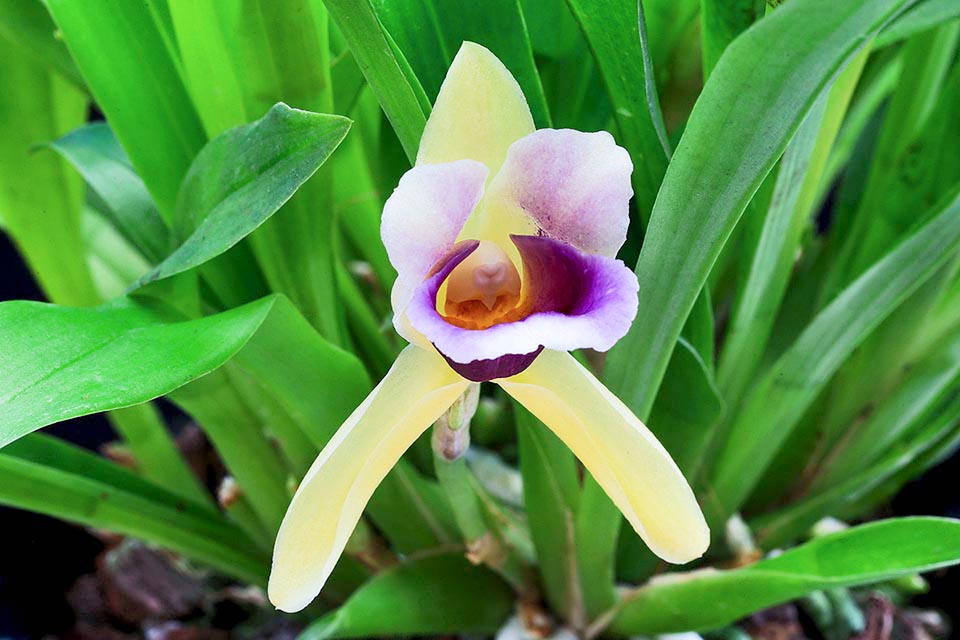 In this front view we note 3 showy yellowish sepals and the trilobed purple labellum, concave at the base, without dots or lines and white edged © Sylvia Kappl