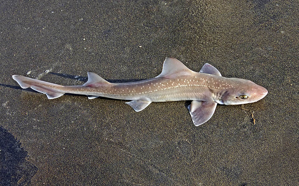 Lungo circa 1 m, il Palombo stellato (Mustelus asterias) frequenta le stesse coste. Si riconosce dal dorso grigio brunastro punteggiato di bianco.