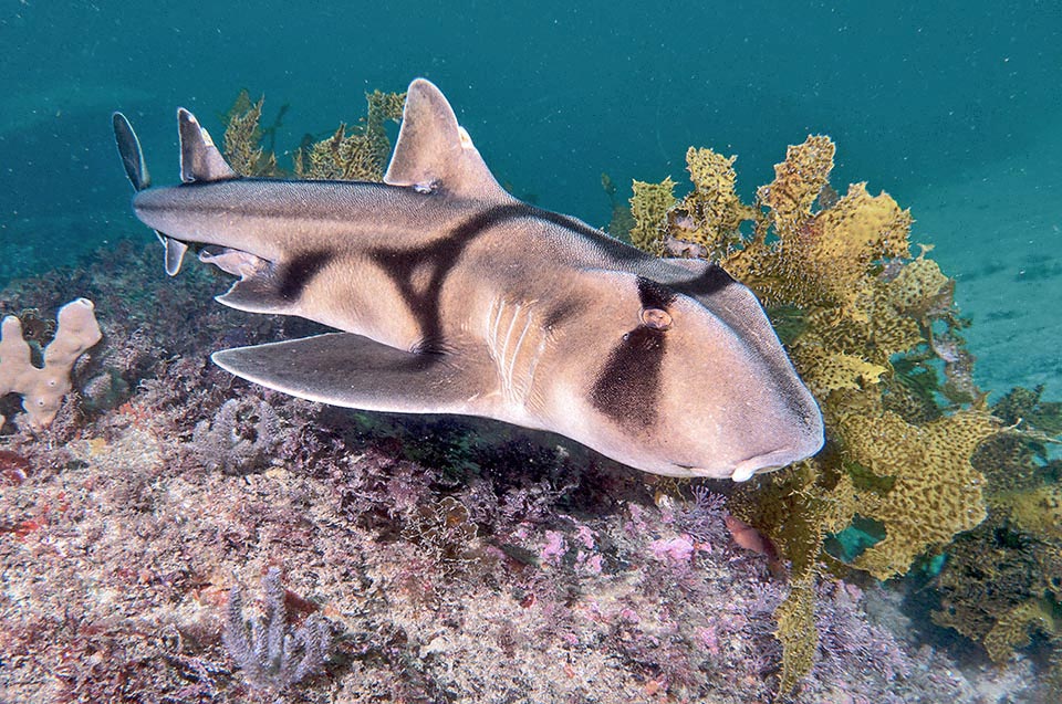 El orden Heterodontiformes agrupa a tiburones con una cabeza robusta y maciza que, como el Heterodontus portusjacksoni, no superan los 150 cm de longitud.