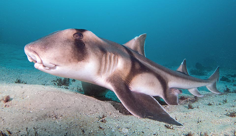 They are about ten species displaying primitive characters of Chondrichthyes, such as the oviparity and the strong spine preceding each one of the two dorsal fins.