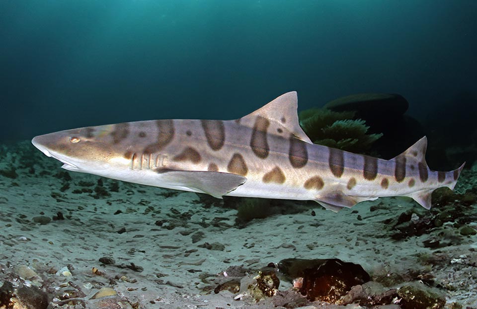 Lungo meno di 2 m, lo Squalo leopardo (Triakis semifasciata) è un Chondrichthyes presente nelle acque temperate e fredde dell’oceano Pacifico nordoccidentale.